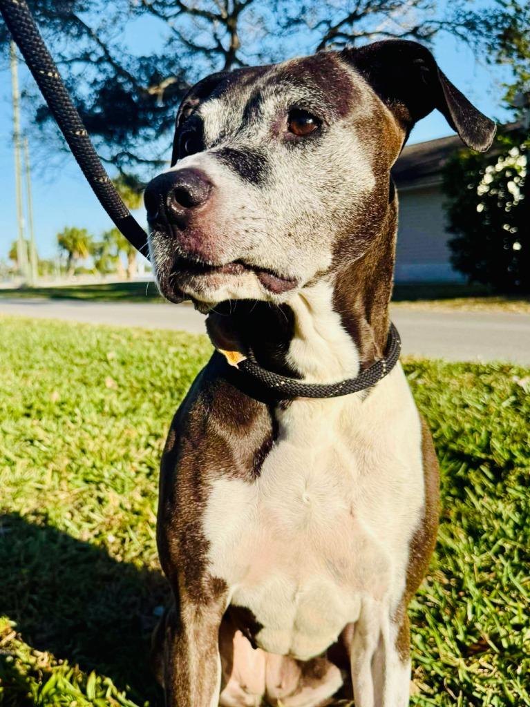 Enlarge Stellar, a Adoptable mixed breed in Sebastian, FL image 3/4