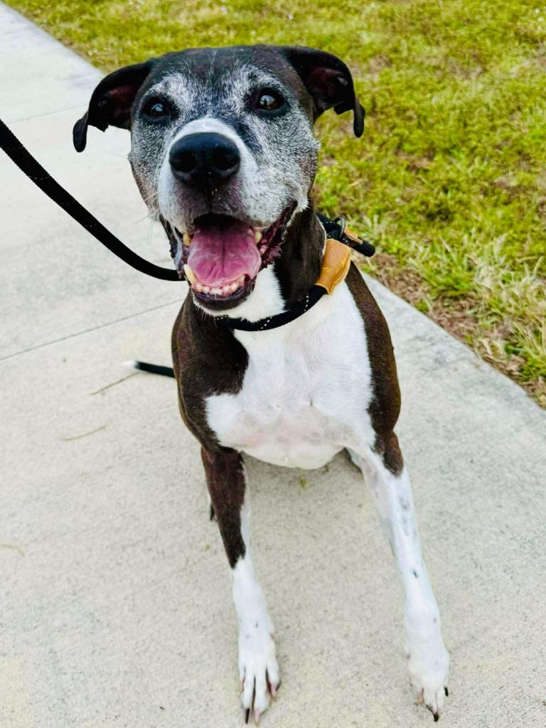 Enlarge Stellar, a Adoptable mixed breed in Sebastian, FL image 4/4