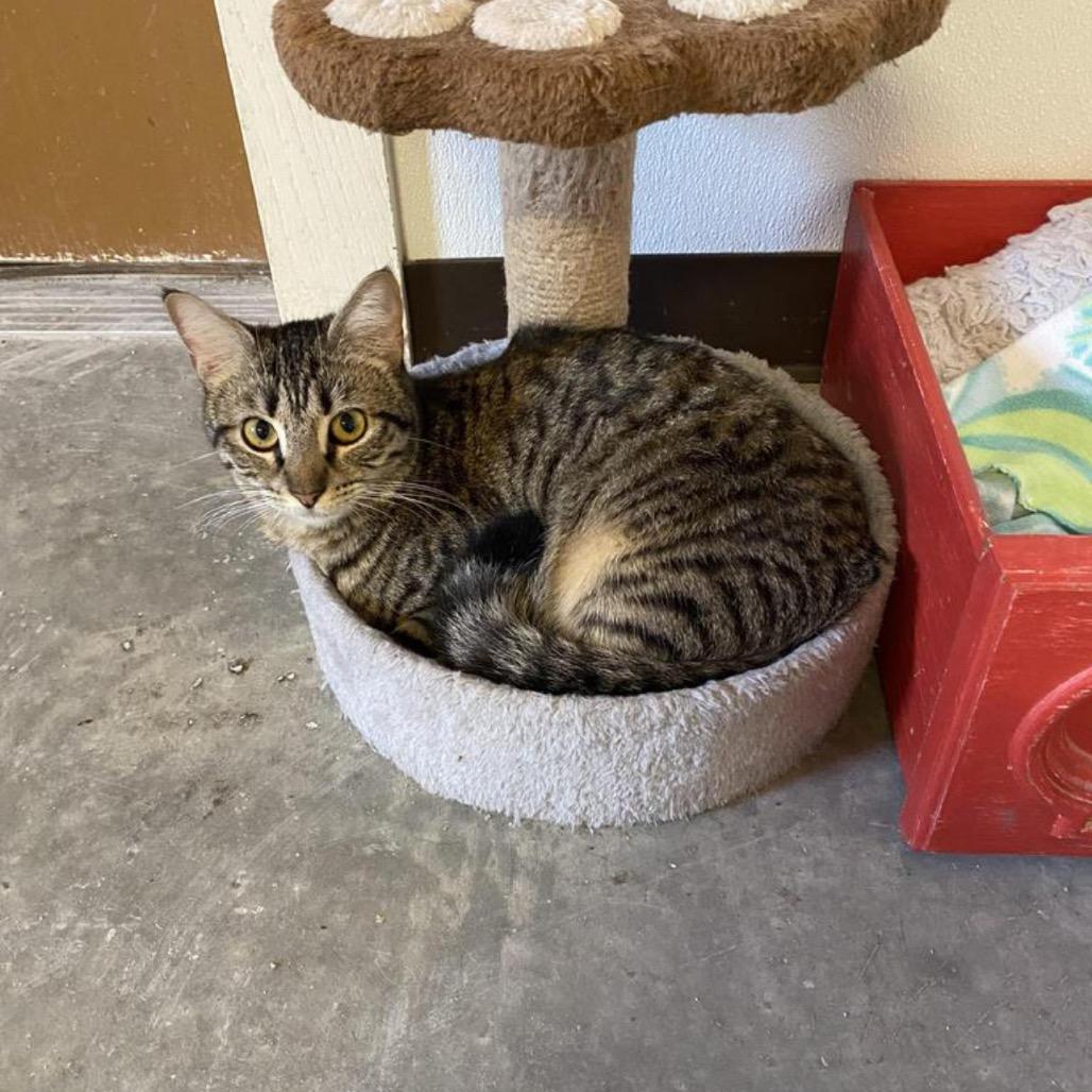 Enlarge Kylo, a Adoptable American Shorthair in Fulton, TX image 1/1