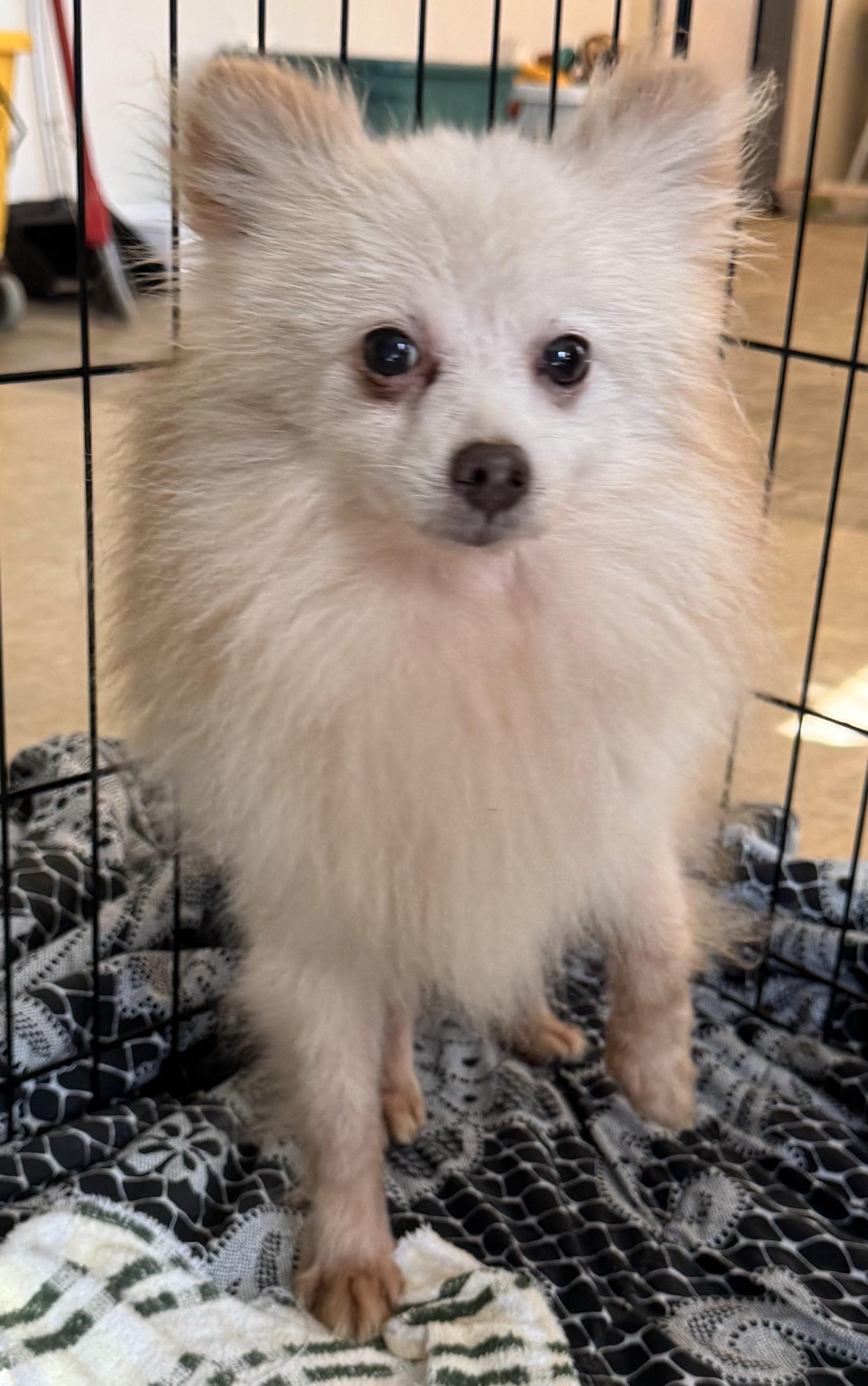 Enlarge Willis 1671, an adoptable Pomeranian in Boca Raton, FL image 1/1