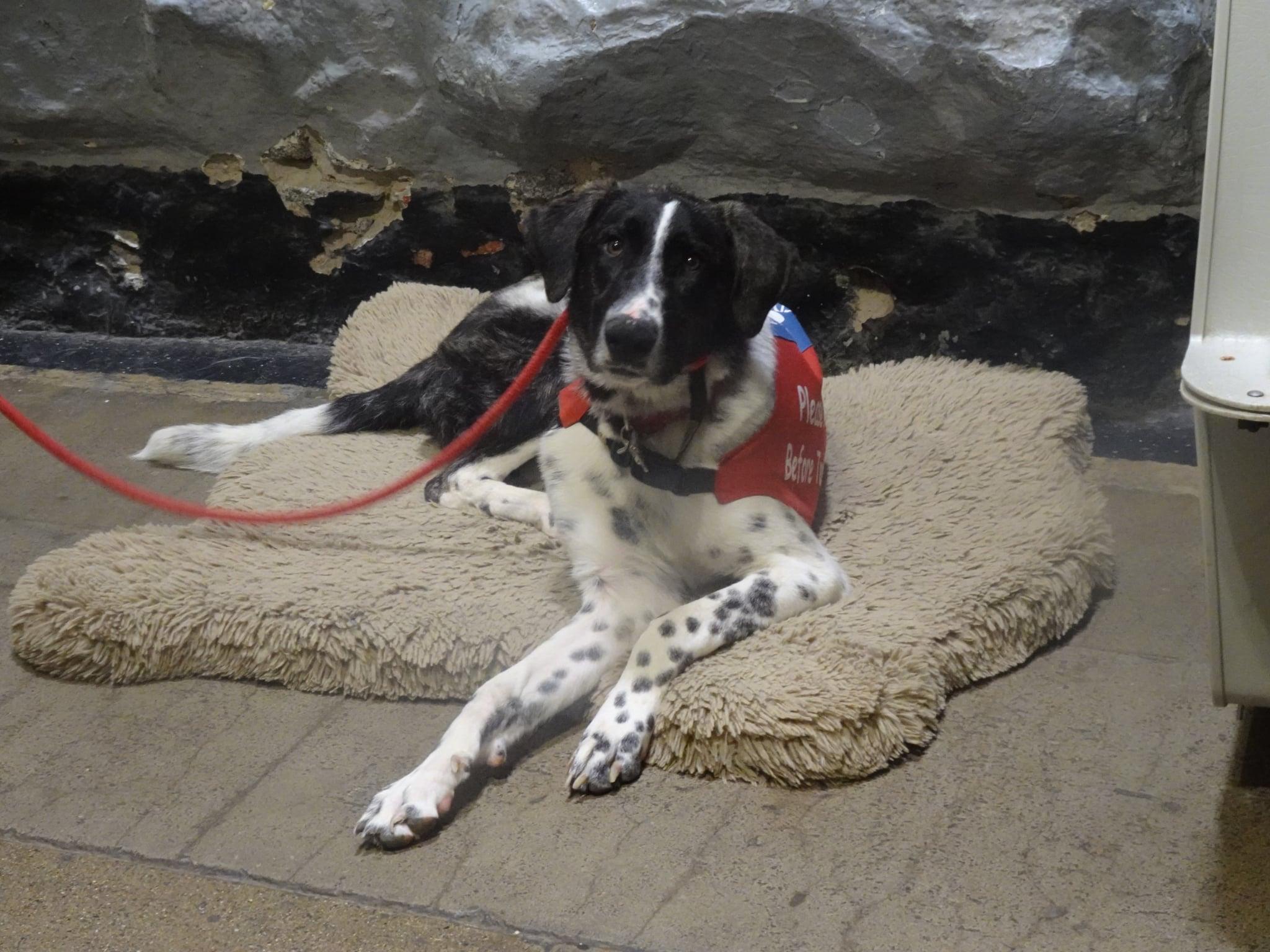 25Winter- POB, ADOPTABLE, Young Female Anatolian Shepherd.