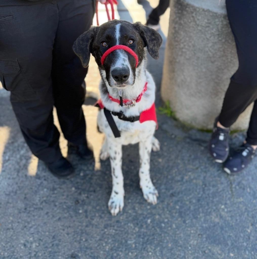 Enlarge 25Winter- POB, a ADOPTABLE mixed breed in Shingle Springs, CA image 1/2