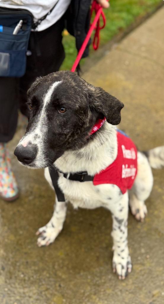 Enlarge 25Winter- POB, a ADOPTABLE mixed breed in Shingle Springs, CA image 2/2