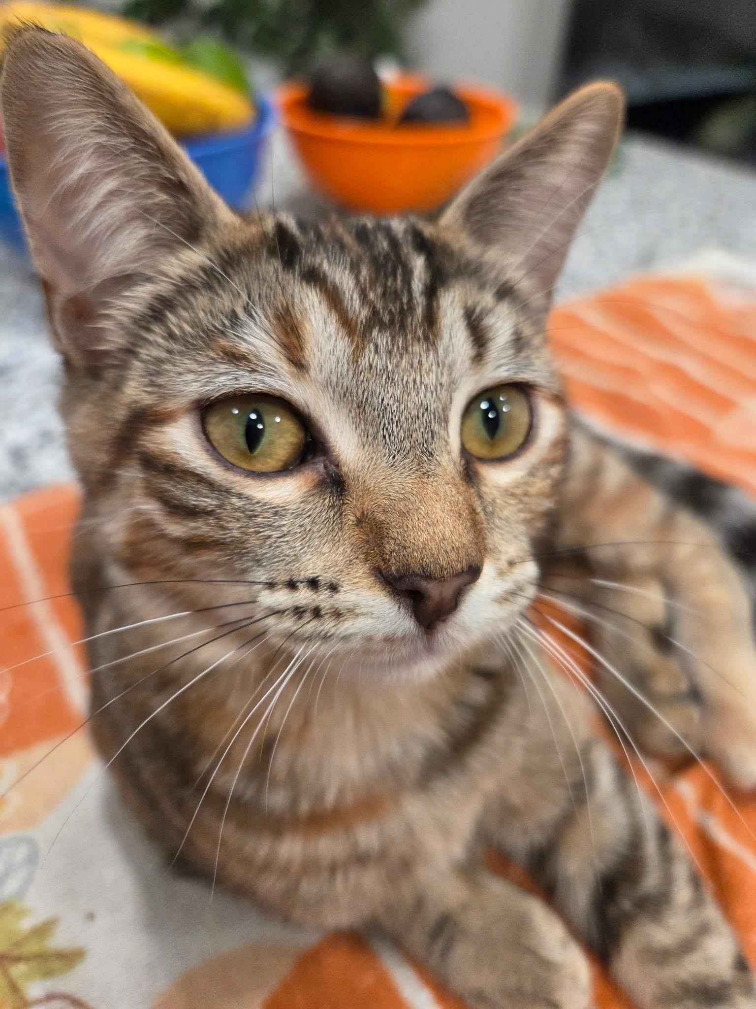 Enlarge Honeydew (VS-RP), a Adopted Domestic Short Hair in Schertz, TX image 1/2