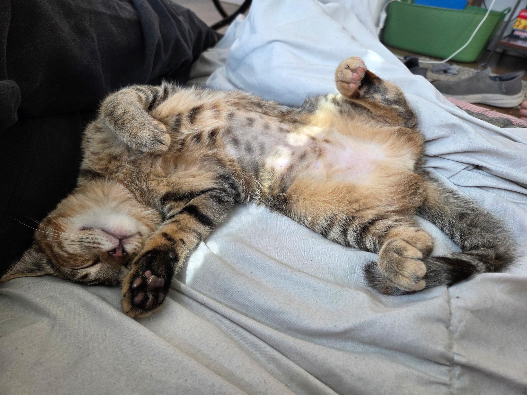 Enlarge Honeydew (VS-RP), a Adopted Domestic Short Hair in Schertz, TX image 2/2