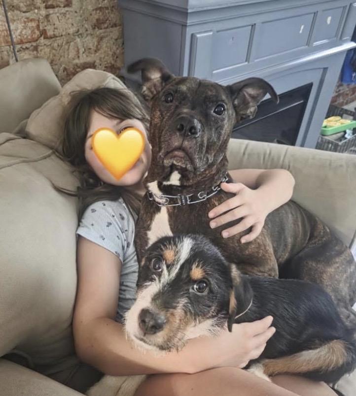 Enlarge Anita, an adopted mixed breed in Philadelphia, PA image 6/6