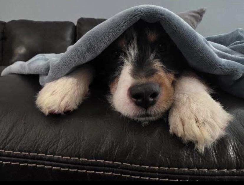 Enlarge Anita, an adopted mixed breed in Philadelphia, PA image 2/6