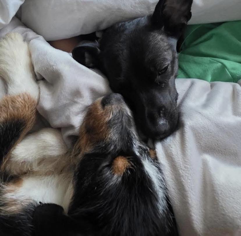 Enlarge Anita, an adopted mixed breed in Philadelphia, PA image 4/6