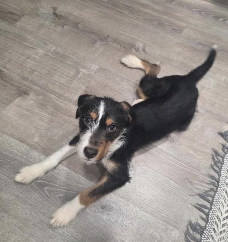 Enlarge Anita, an adopted mixed breed in Philadelphia, PA image 3/6