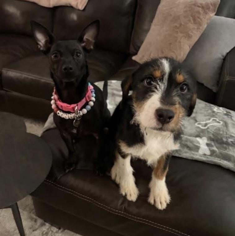 Enlarge Anita, an adopted mixed breed in Philadelphia, PA image 5/6