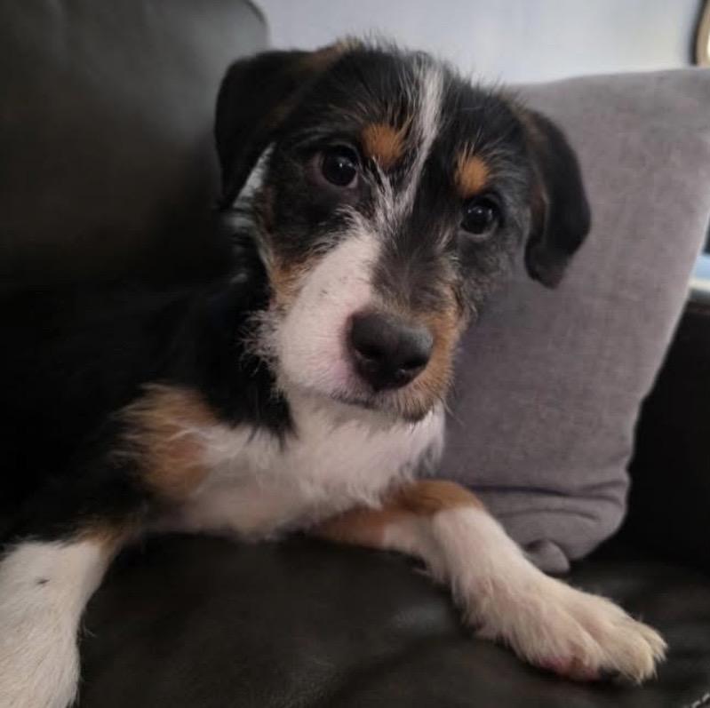 Anita, adopted, Puppy Female Jack Russell Terrier & Border Terrier.