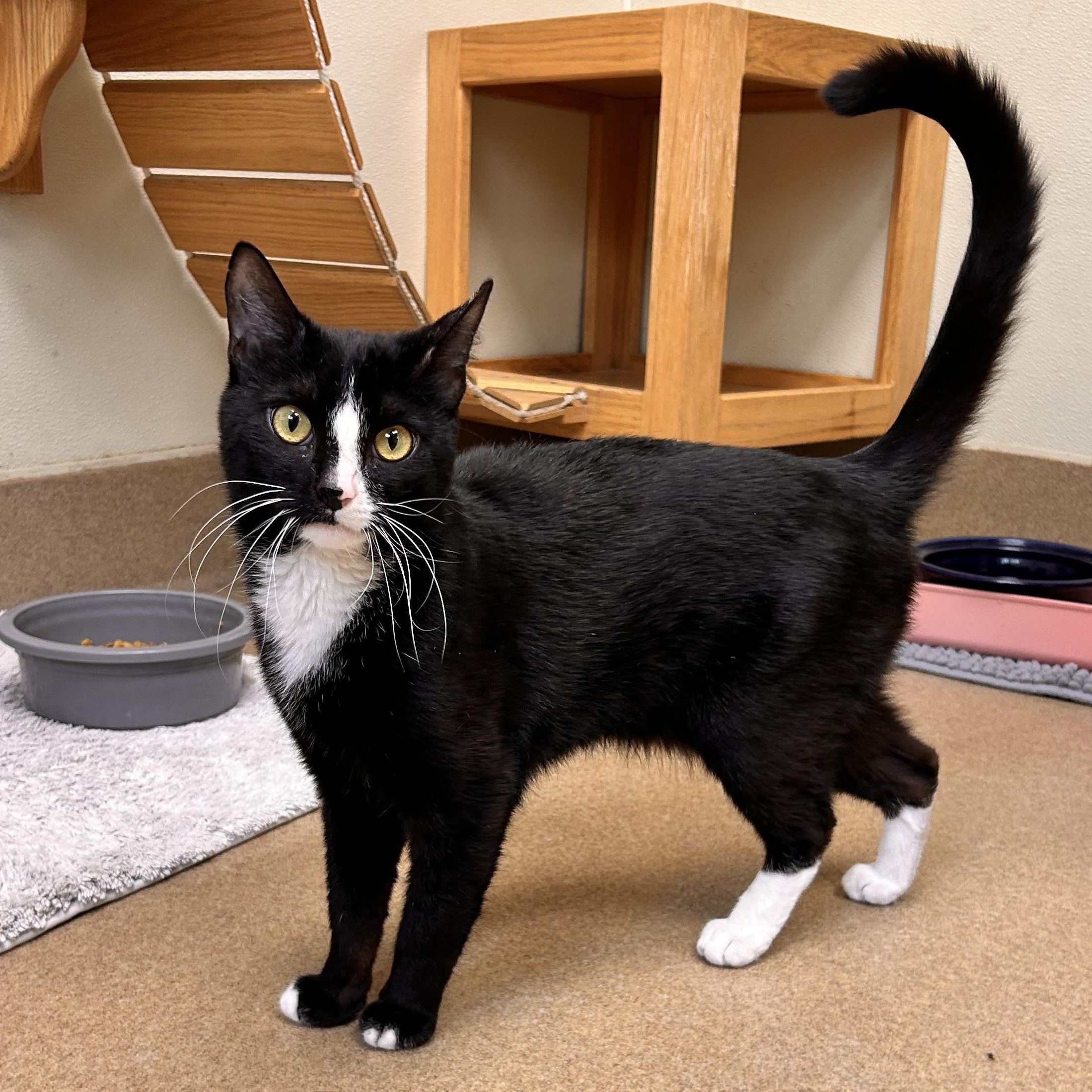 Gumball, adoptable, Adult Male Domestic Short Hair.