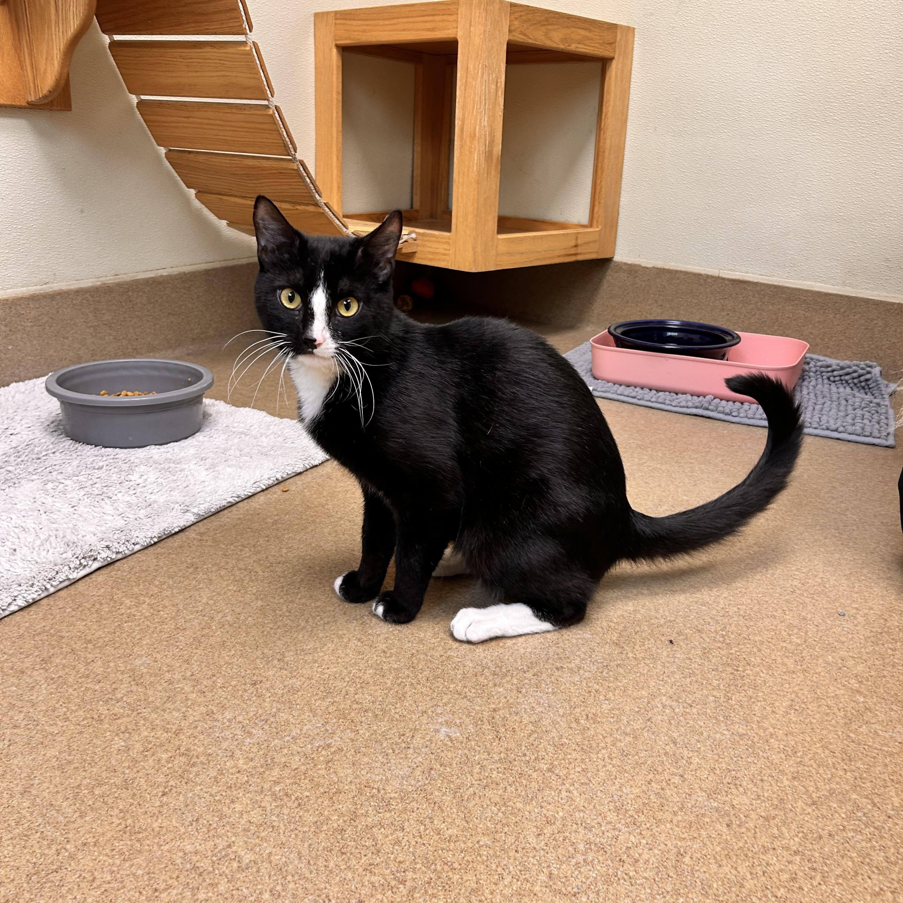 Enlarge Gumball, an adoptable Domestic Short Hair in Myerstown, PA image 2/2