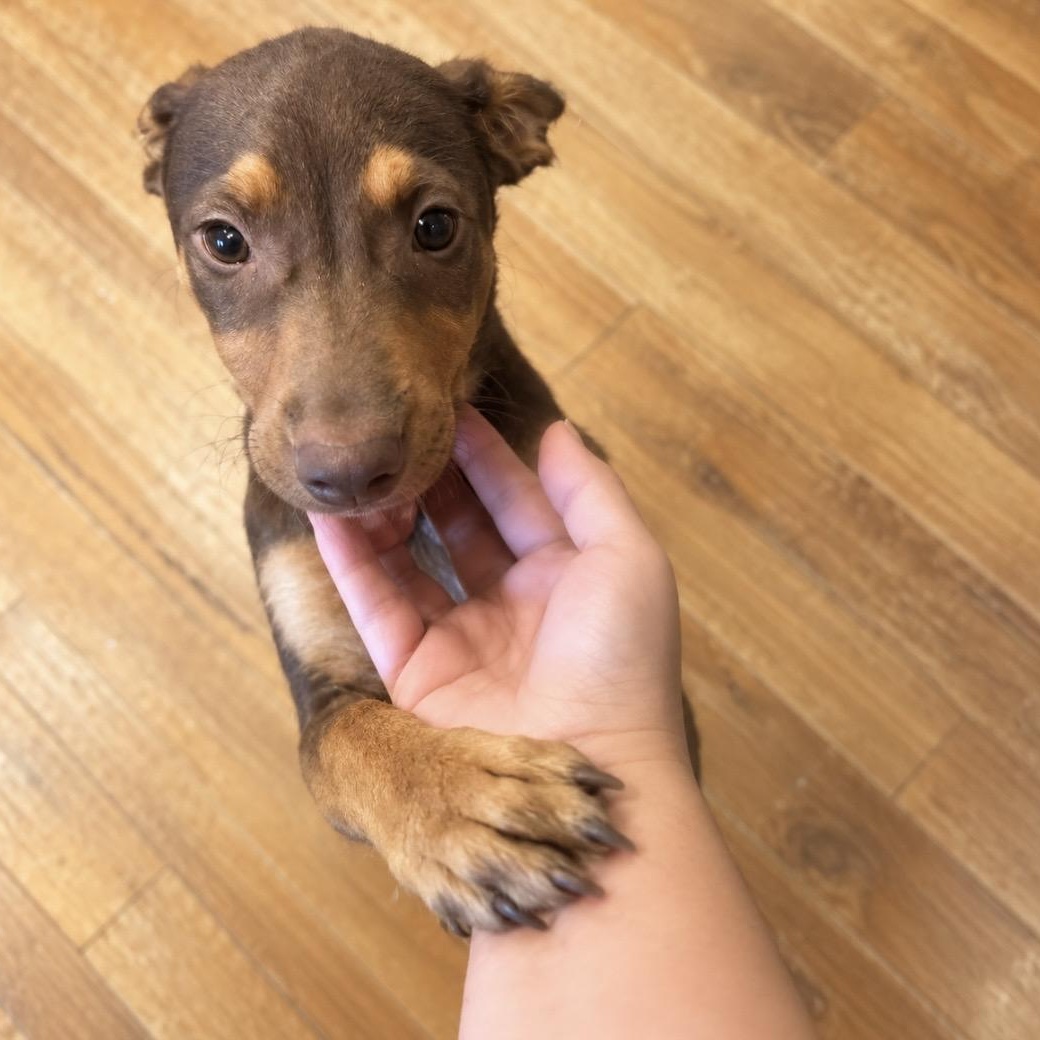Enlarge Enzo — The Sweetest Little Gentleman Youll Ever Meet, a Adoptable mixed breed in Cambridge, MA image 1/5