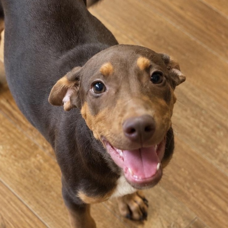 Enlarge Enzo — The Sweetest Little Gentleman Youll Ever Meet, a Adoptable mixed breed in Cambridge, MA image 3/5