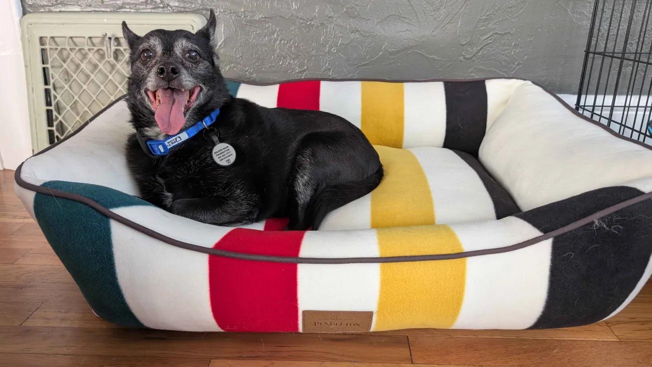 Enlarge Krista, a ADOPTABLE mixed breed in Roy, UT image 4/6