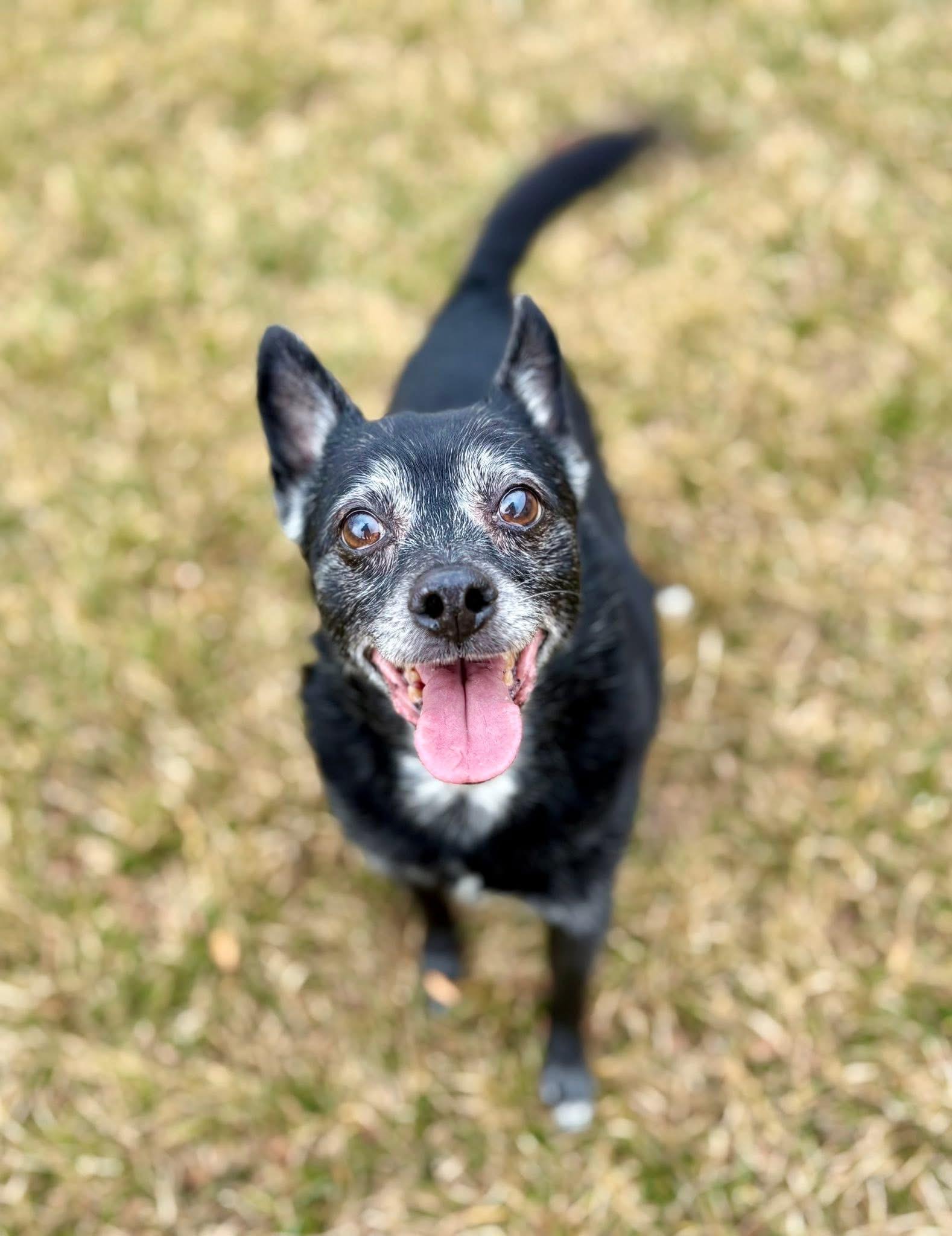 Enlarge Krista, a ADOPTABLE mixed breed in Roy, UT image 1/6
