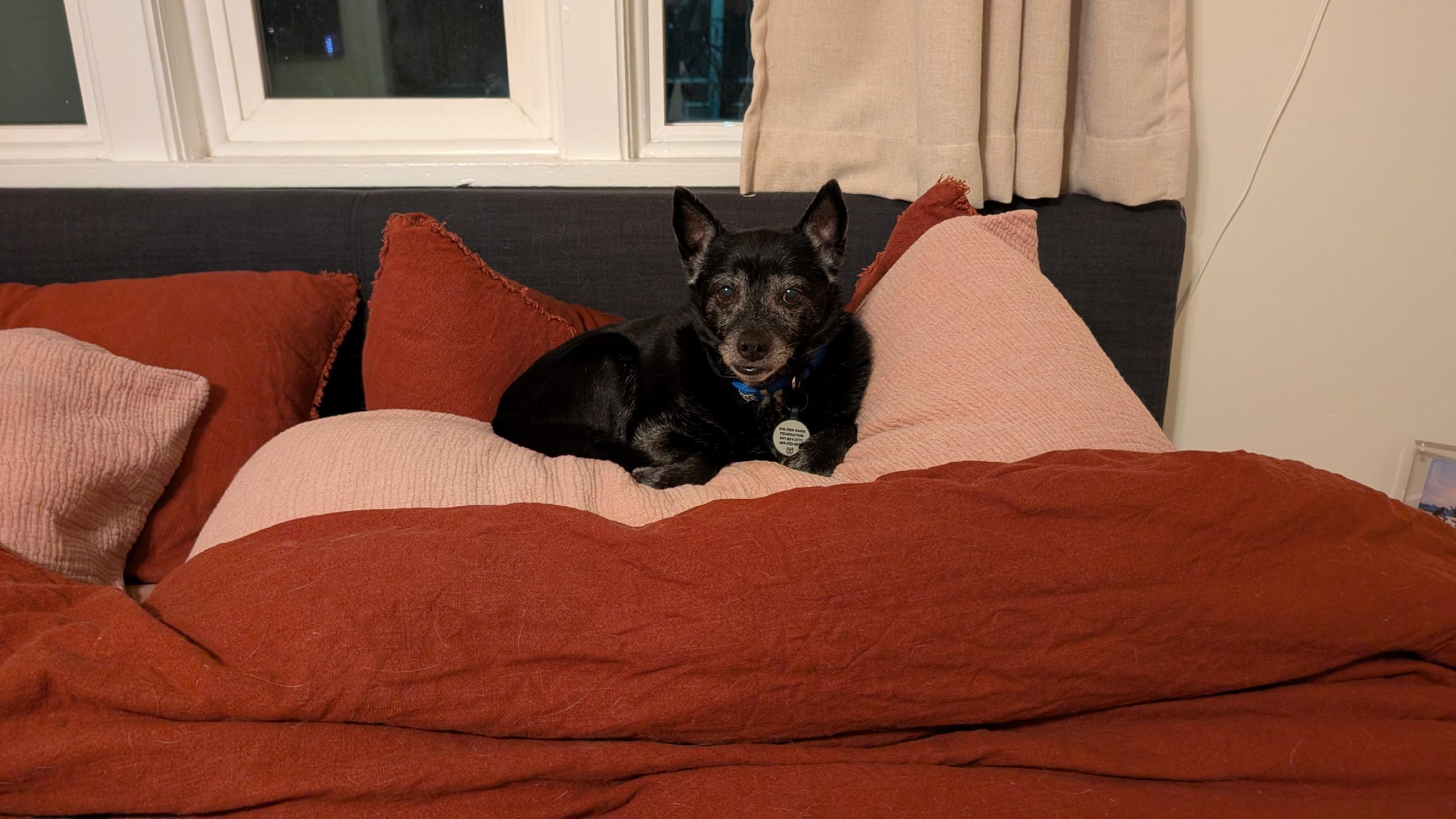 Enlarge Krista, a ADOPTABLE mixed breed in Roy, UT image 6/6