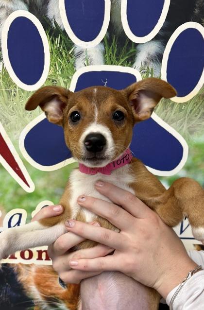 Enlarge Toto, a Adopted Jack Russell Terrier in Lafayette, IN image 1/1