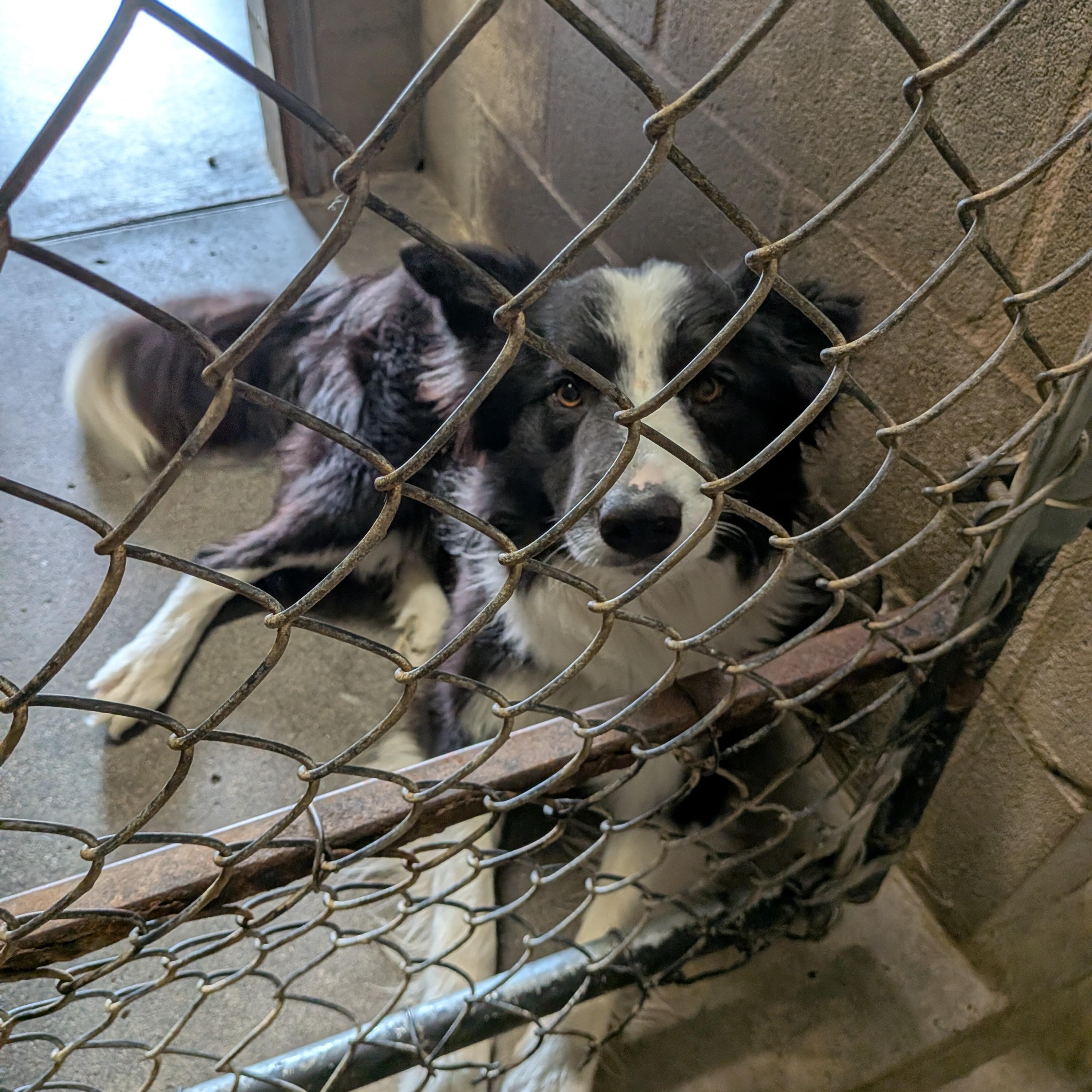 Max, adopted, Adult Male Border Collie.