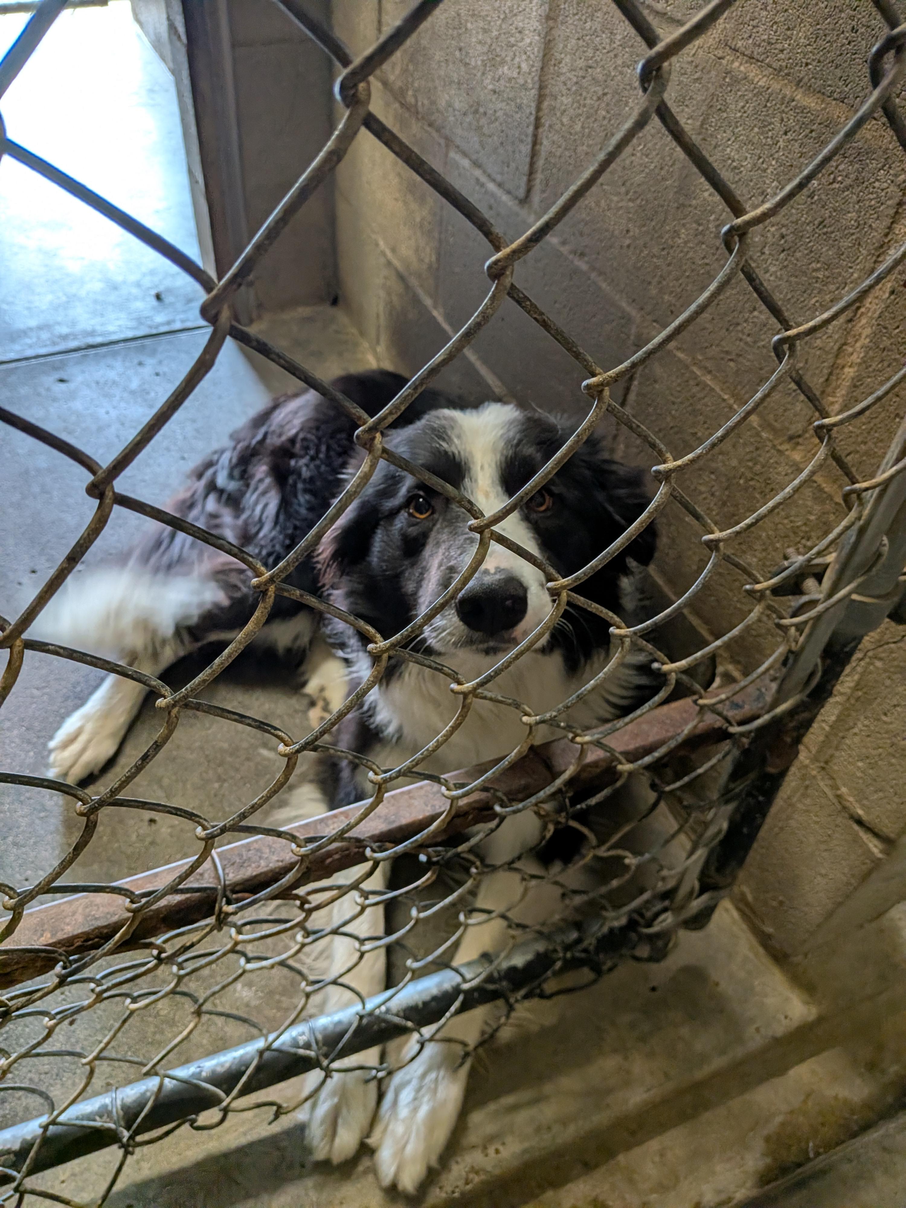 Max, an adopted Border Collie in Hermiston, OR image 3/3