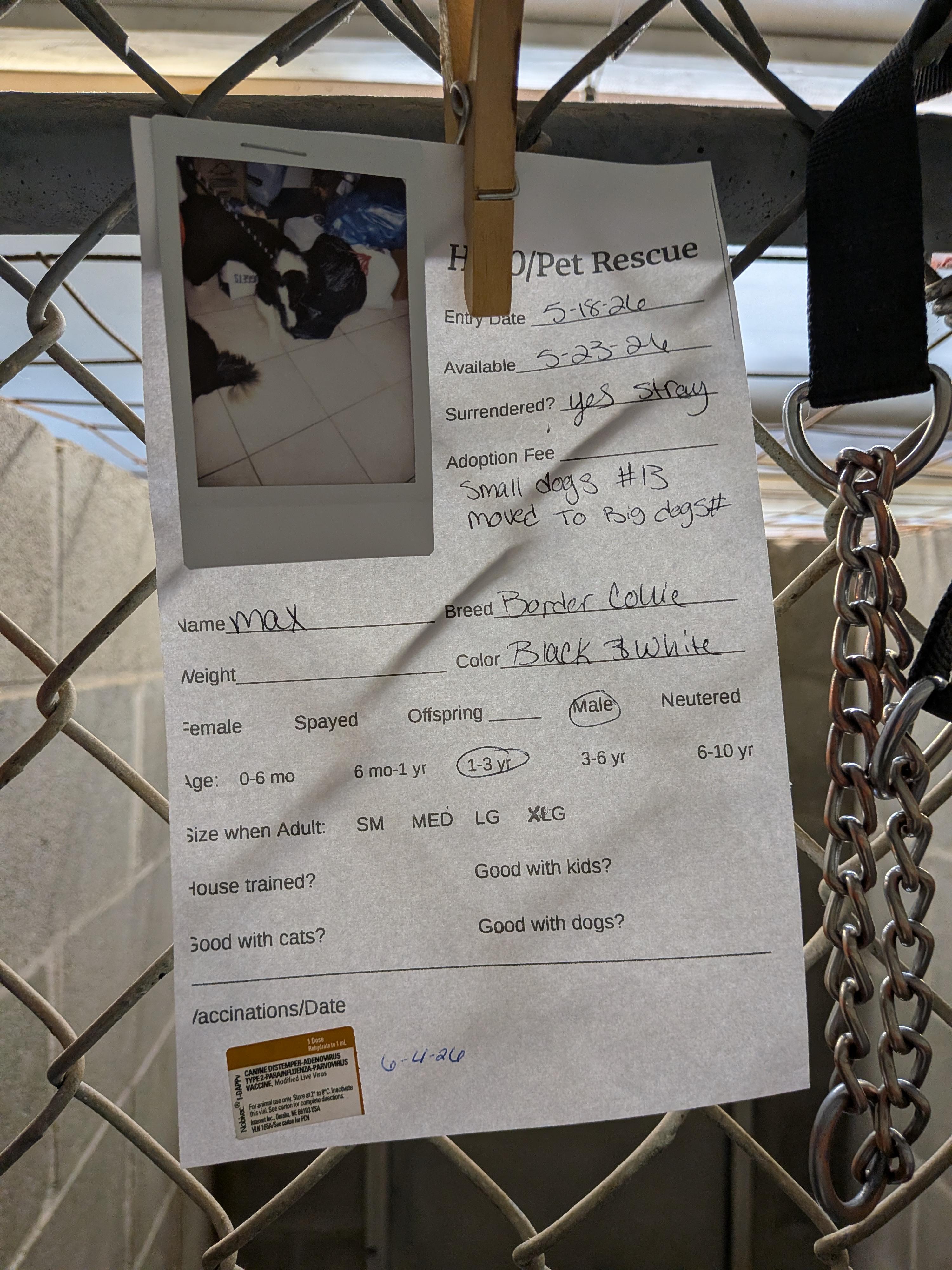 Max, an adopted Border Collie in Hermiston, OR image 2/3