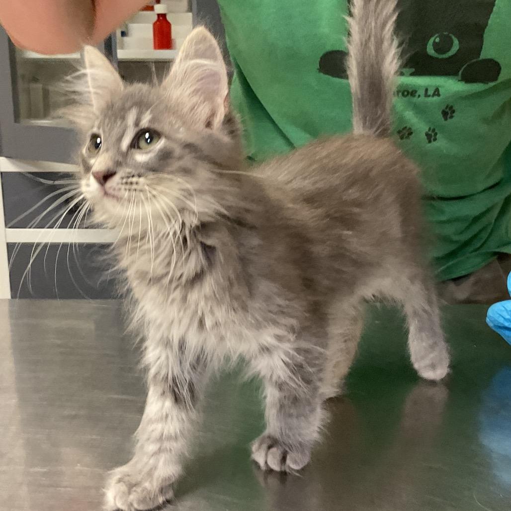 Enlarge Grey Frier, a Adoptable Domestic Medium Hair in Monroe, LA image 1/1