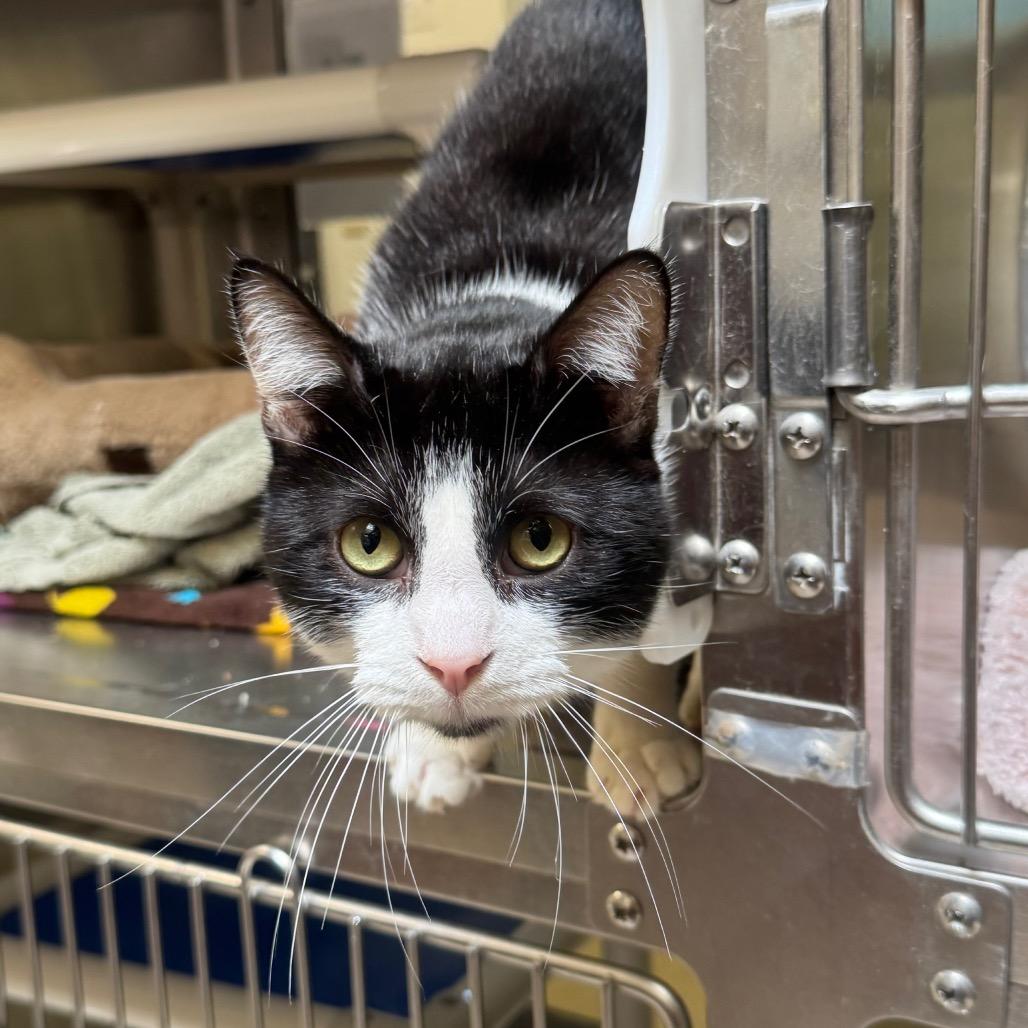 Oreo, Adoptable, Adult Male Domestic Short Hair.