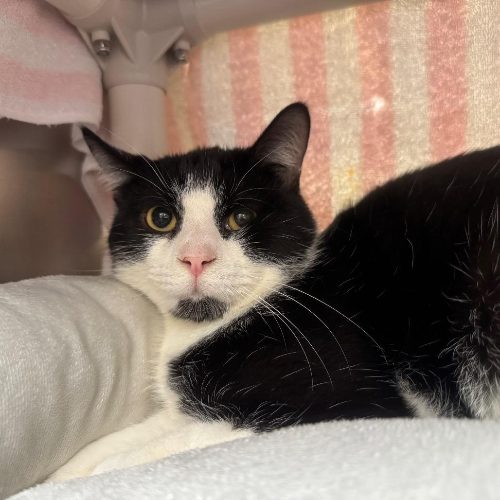 Enlarge Oreo, a Adoptable Domestic Short Hair in York, PA image 1/2