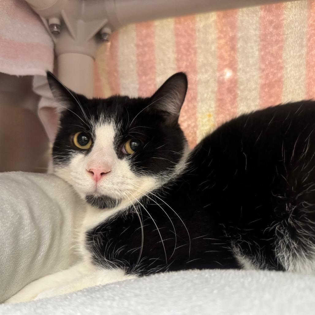 Enlarge Oreo, a Adoptable Domestic Short Hair in York, PA image 2/2