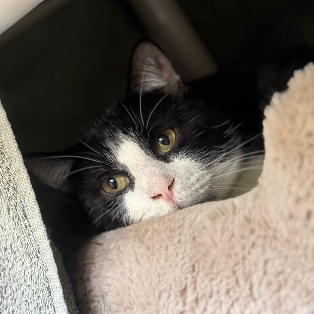 Enlarge Oreo, a Adoptable Domestic Short Hair in York, PA image 4/4