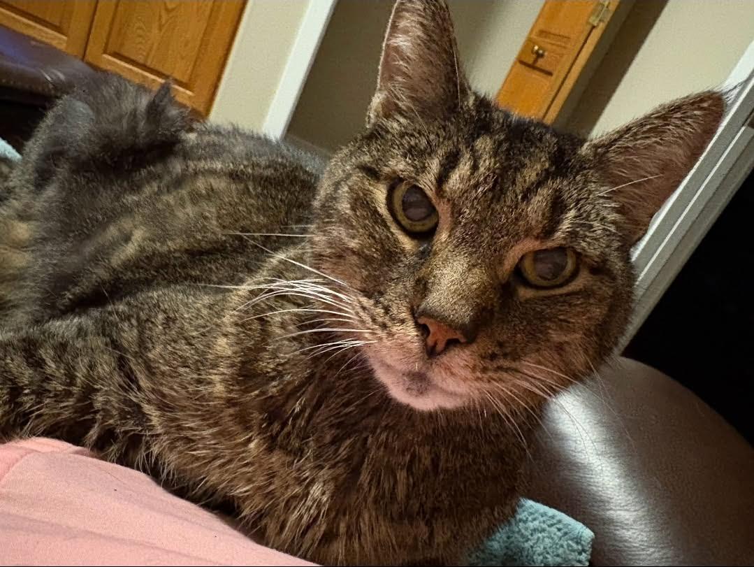 Champ, Adoptable, Senior Male Domestic Short Hair.