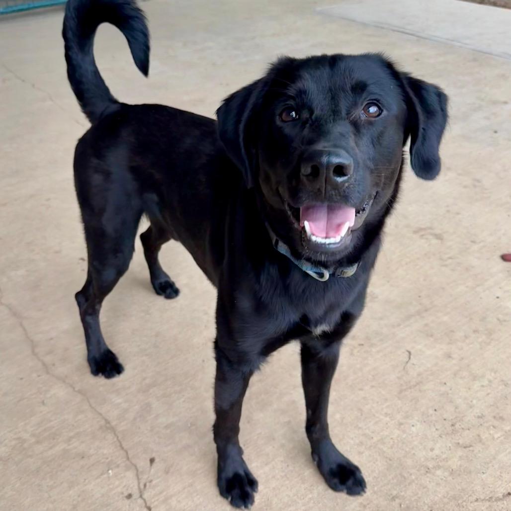 Lucky II, Adoptable, Adult Male Labrador Retriever.