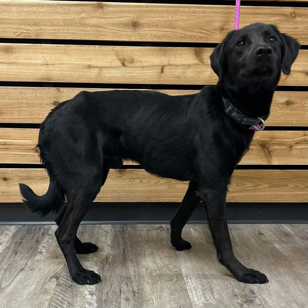 Enlarge Lucky II, a Adoptable Labrador Retriever in Mount Pleasant, TX image 2/4