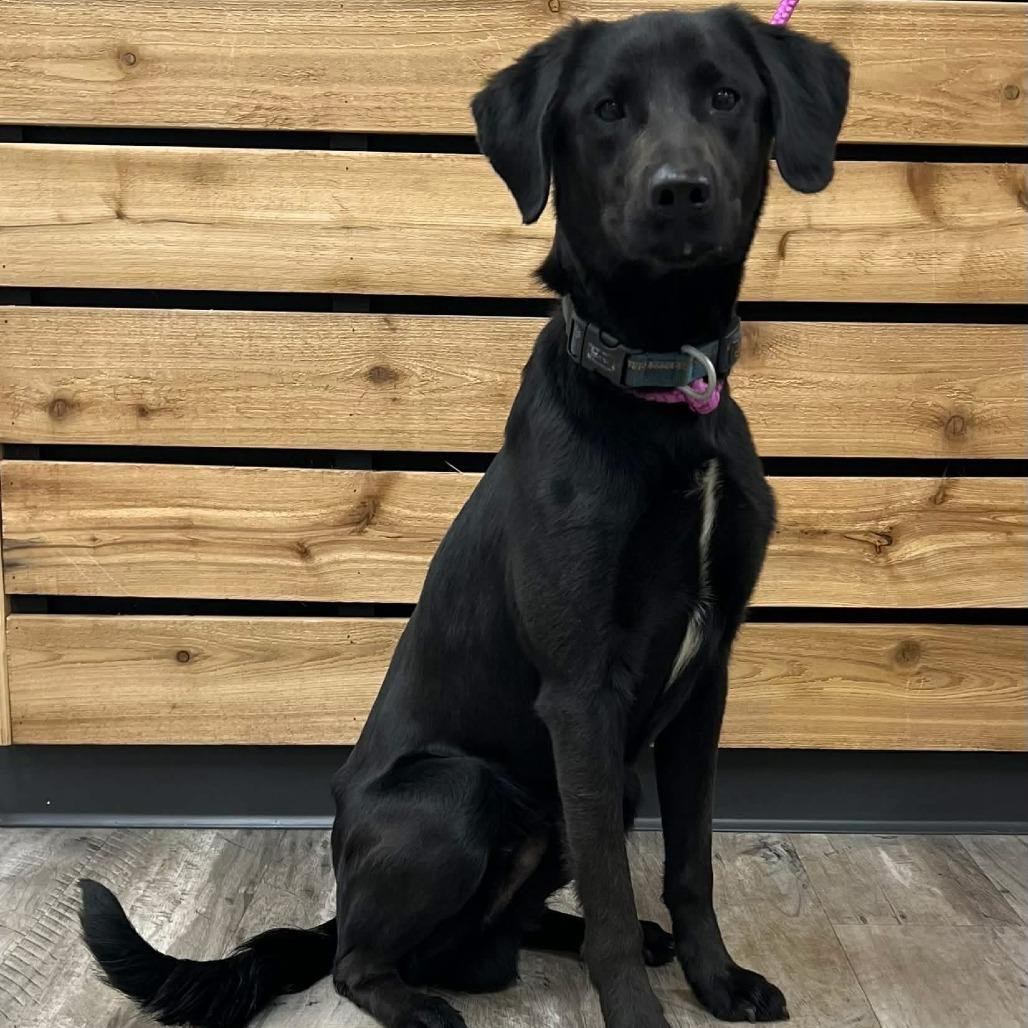 Enlarge Lucky II, a Adoptable Labrador Retriever in Mount Pleasant, TX image 3/4