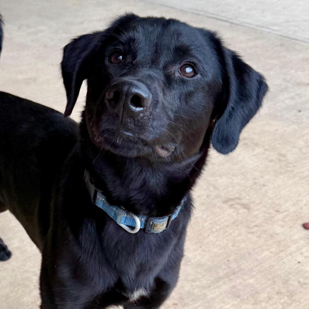 Enlarge Lucky II, a Adoptable Labrador Retriever in Mount Pleasant, TX image 4/4