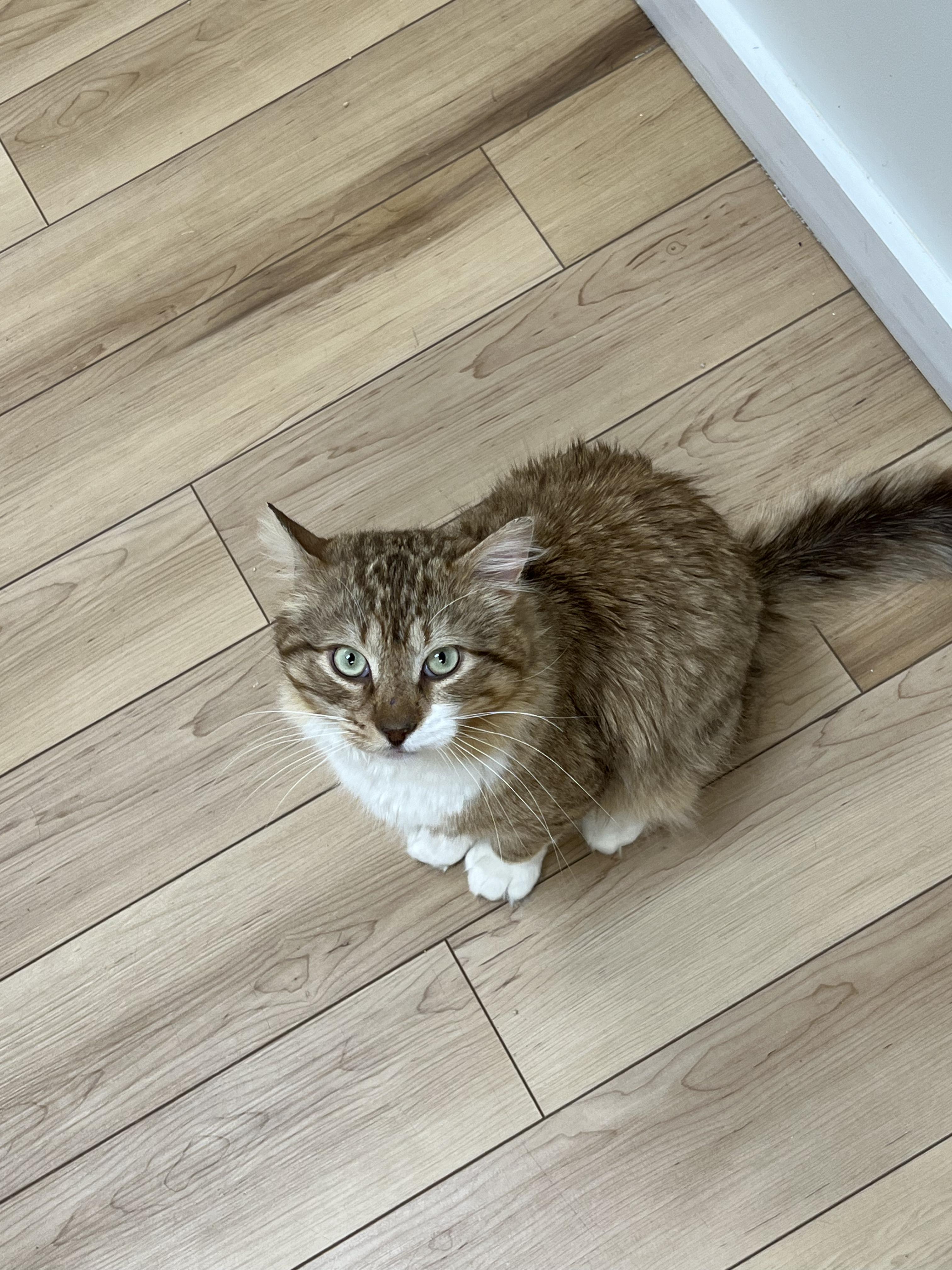 Butterscotch, ADOPTABLE, Adult Male Domestic Medium Hair.