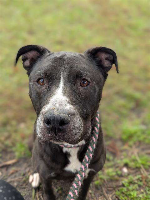 Enlarge STELLA ROSE, a Adoptable Mixed Breed in Jacksonville, FL image 1/1