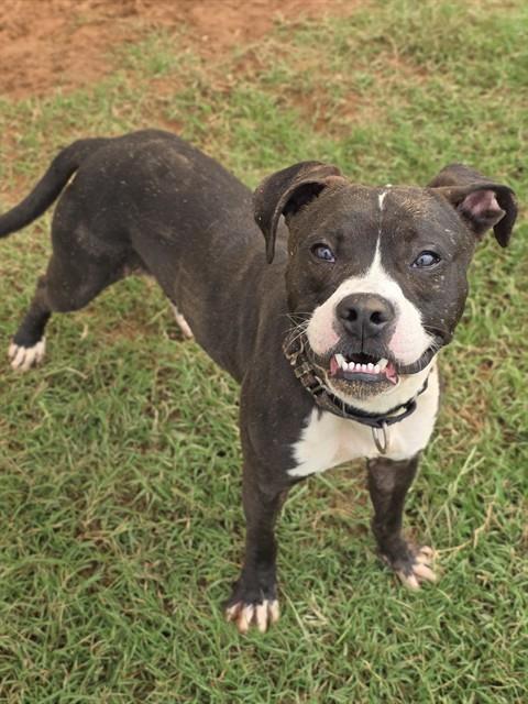 BUTTONS, Adoptable, Young Male Boston Terrier & Mixed Breed.