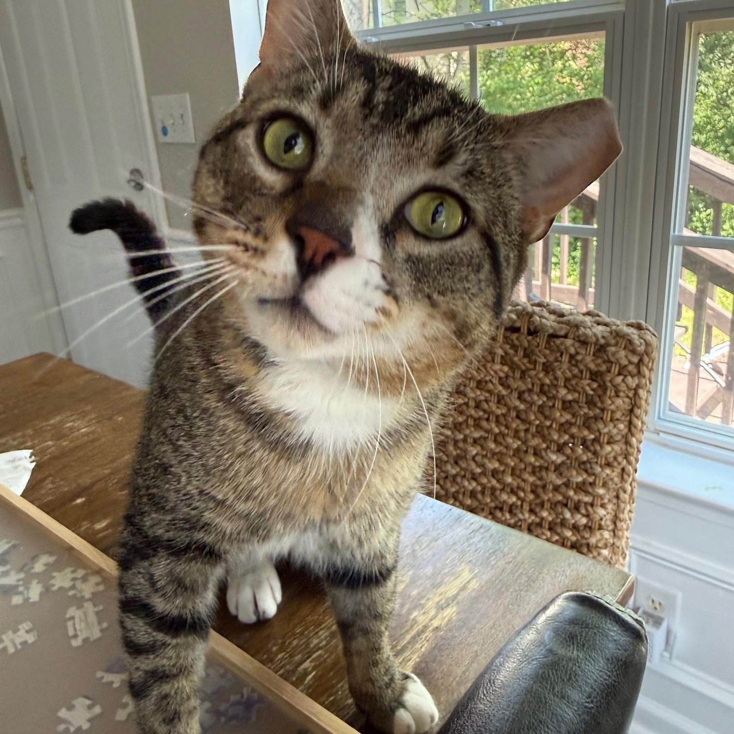 Enlarge Bento, a ADOPTABLE American Shorthair in DICKSON, TN image 4/5