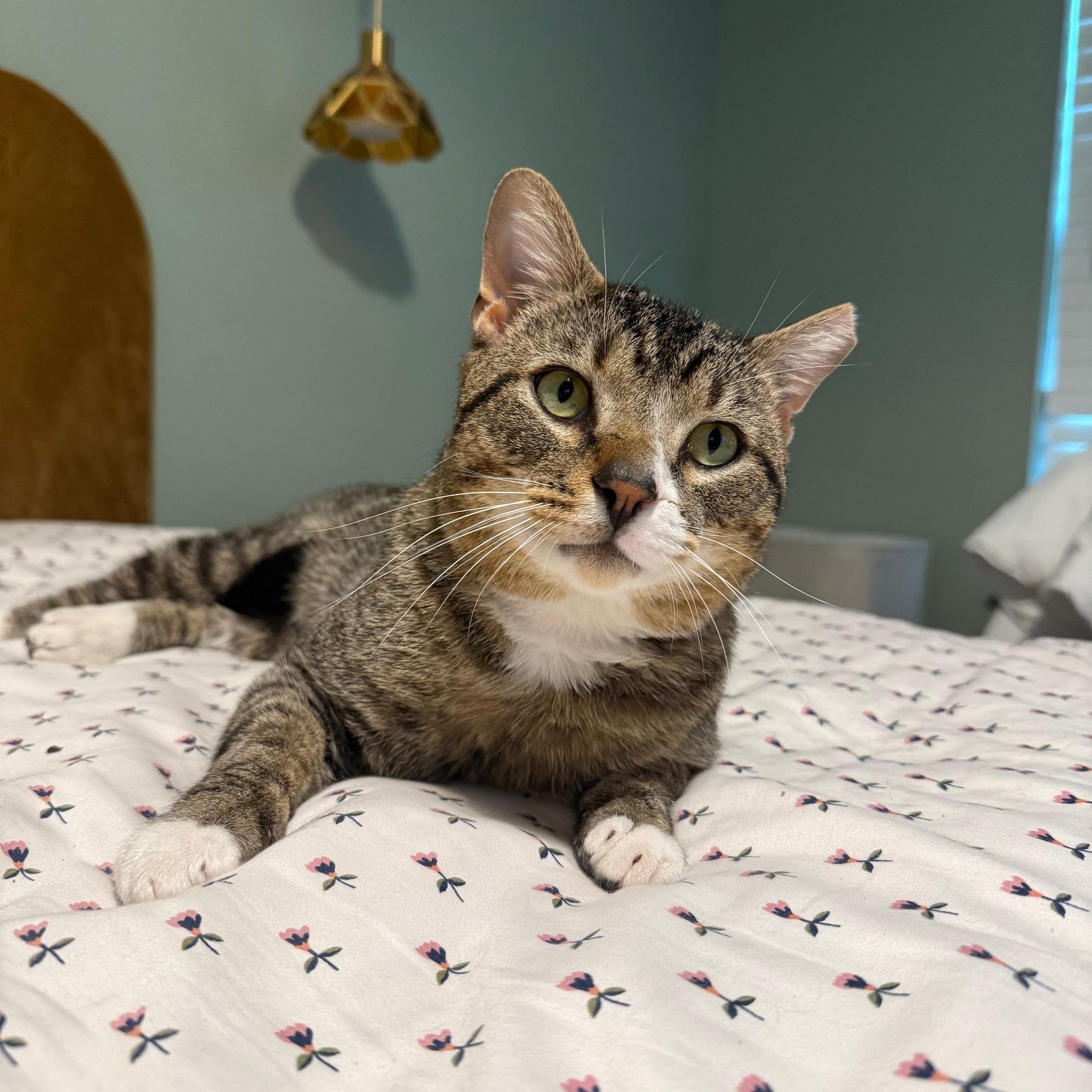 Bento, ADOPTABLE, Adult Male American Shorthair.