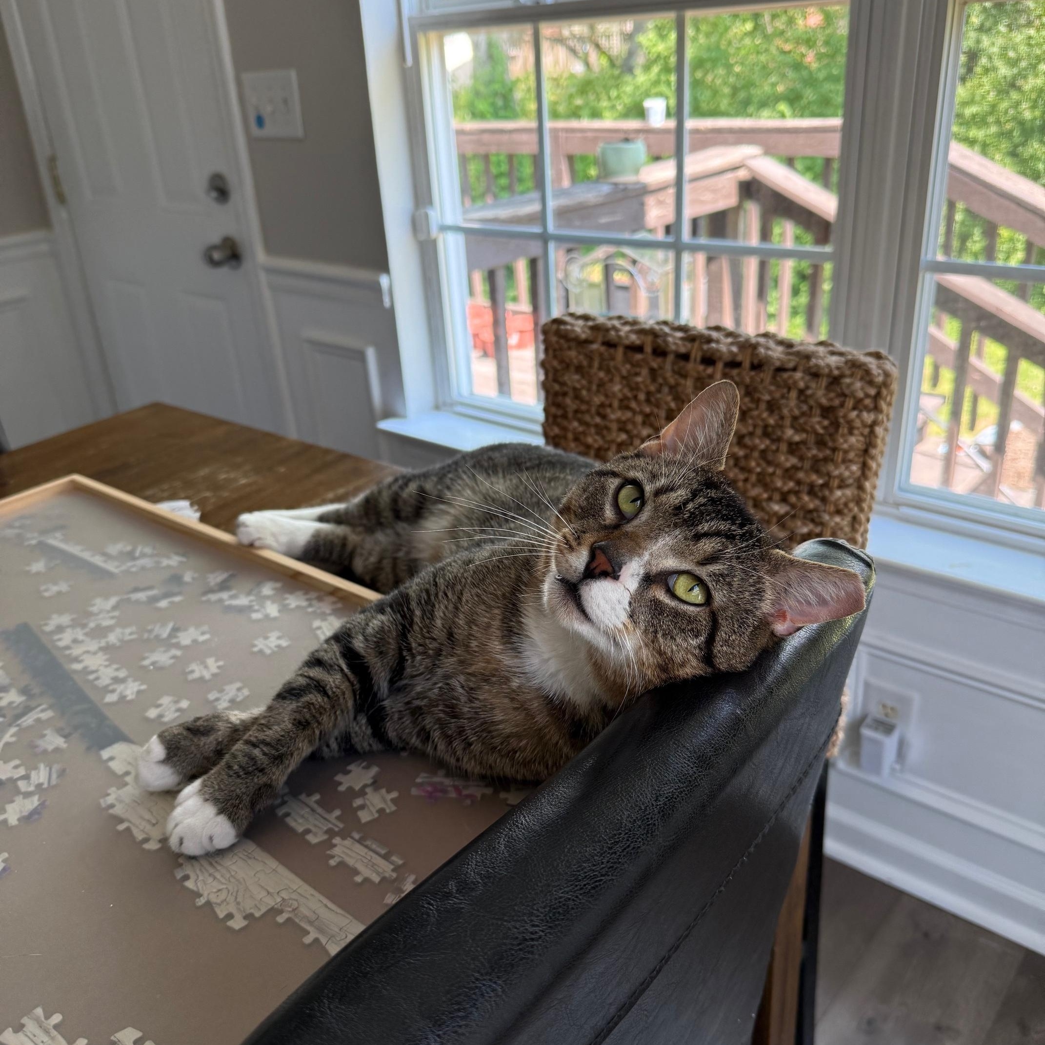 Enlarge Bento, a ADOPTABLE American Shorthair in DICKSON, TN image 5/5