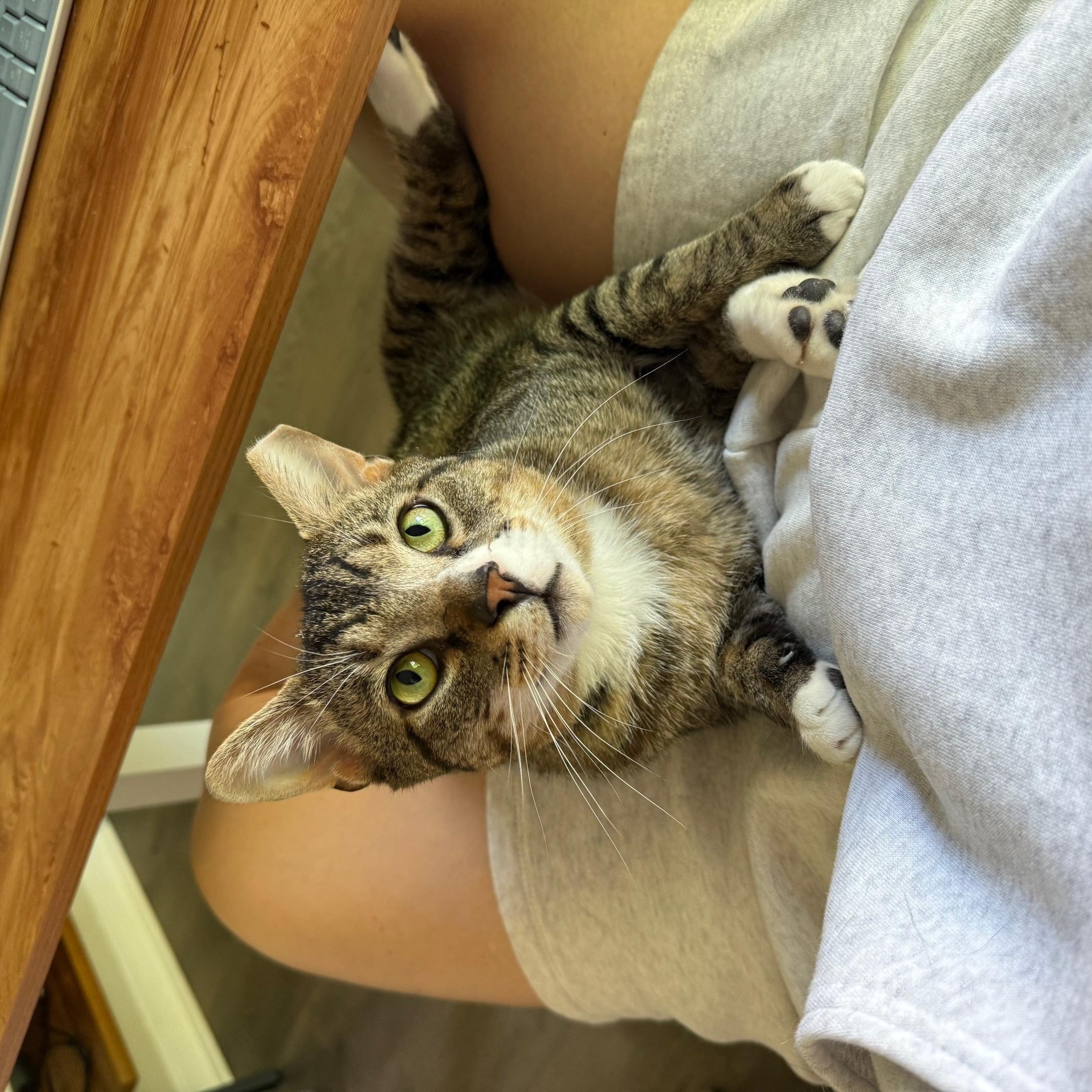 Enlarge Bento, a ADOPTABLE American Shorthair in DICKSON, TN image 2/5