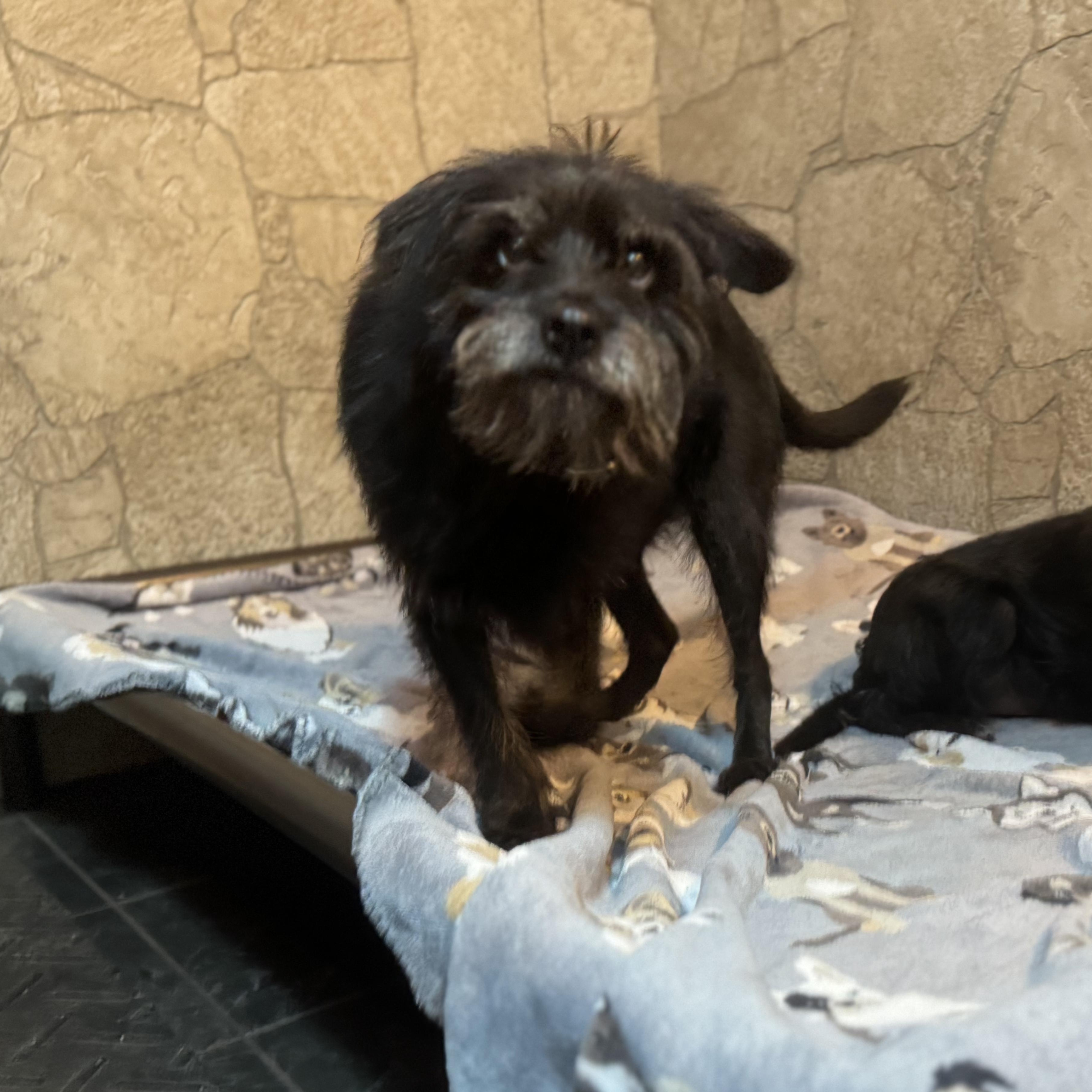 Enlarge Betty , a Adoptable Wirehaired Terrier in Spring Hill, FL image 1/4