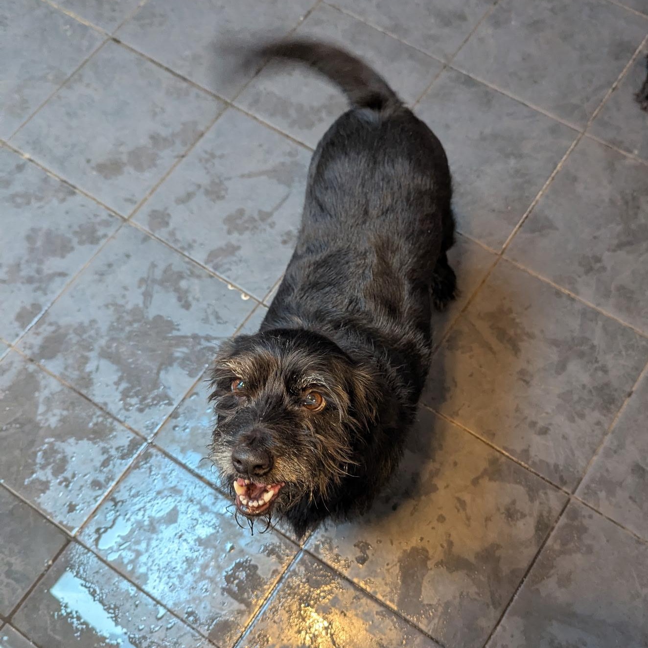 Enlarge Betty , a Adoptable Wirehaired Terrier in Spring Hill, FL image 4/4