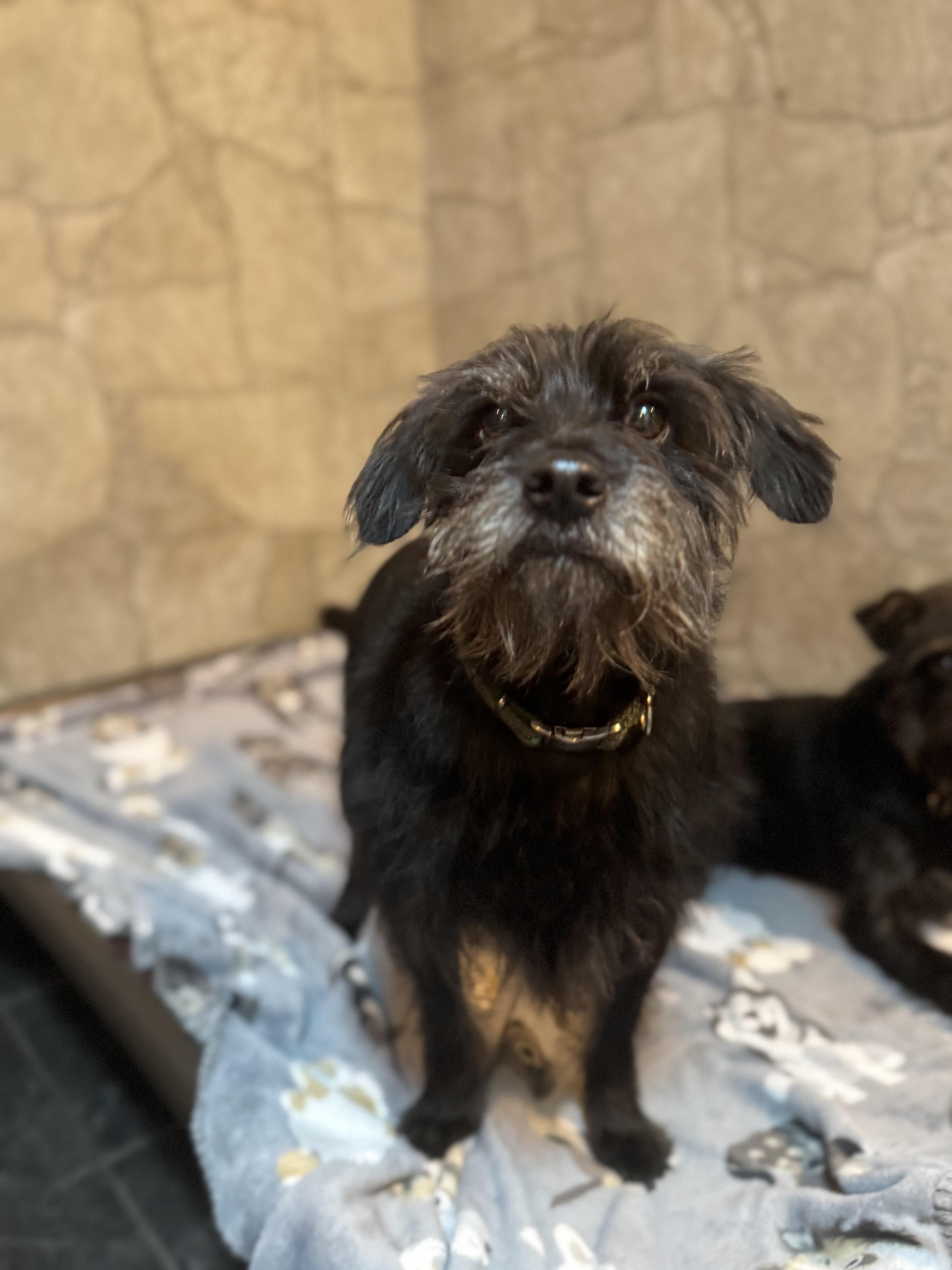 Enlarge Betty , a Adoptable Wirehaired Terrier in Spring Hill, FL image 2/4