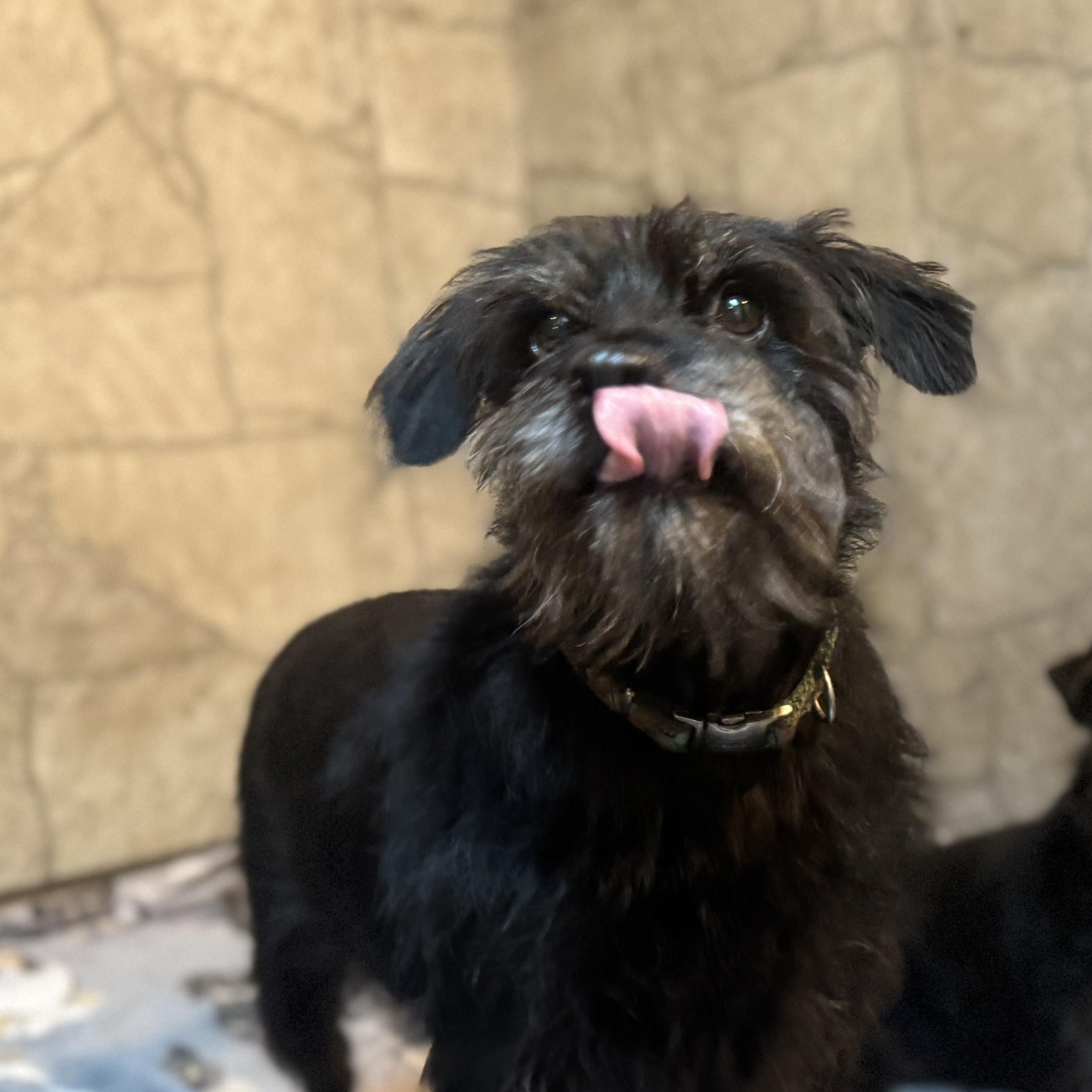 Enlarge Betty , a Adoptable Wirehaired Terrier in Spring Hill, FL image 3/4