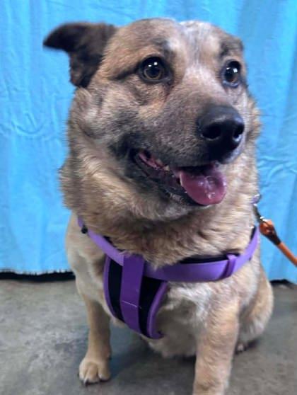 Enlarge Cookie, a Adoptable mixed breed in McCook, NE image 1/2