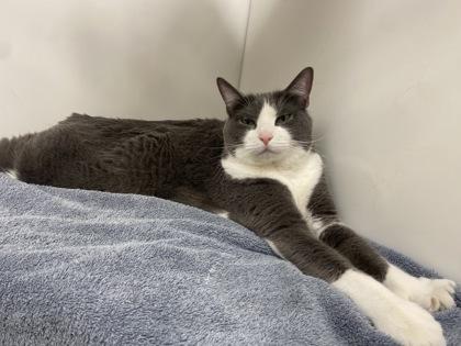 Enlarge Molly, a Adoptable Domestic Short Hair in Boulder, CO image 1/3