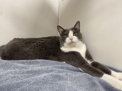 Enlarge Molly, a Adoptable Domestic Short Hair in Boulder, CO image 2/3